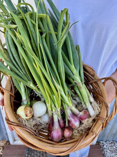 Onions - Spring, Red & White