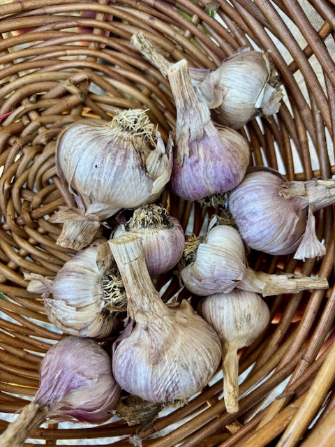 Garlic 