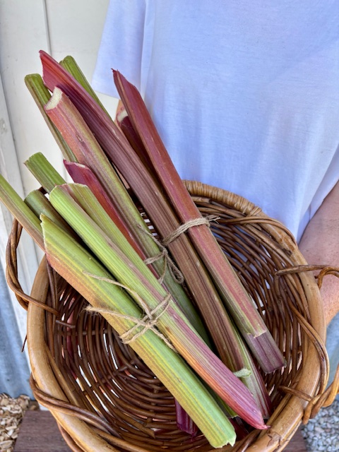 Rhubarb